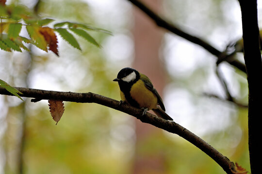 A wild tit sits on a tree branch in an autumn forest.