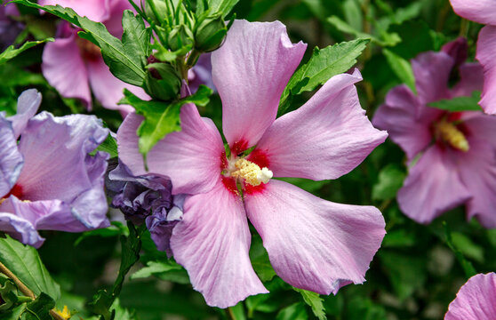 Blooming Pink Hibiscus