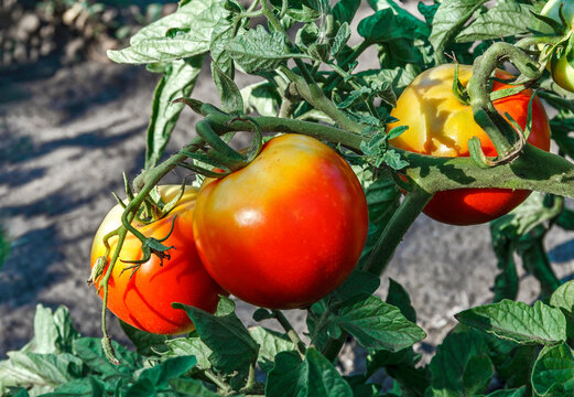 Ripe Red and Yellow Tomatoes