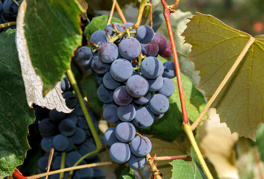 Ripe Red Grapes Bunch