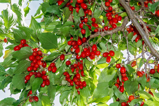 Ripe Red Cornelian Cherries (Cornus mas)