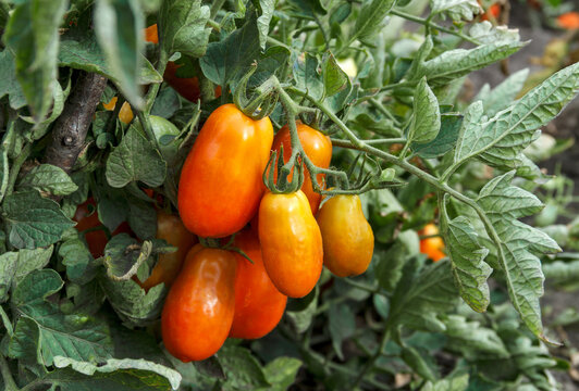Ripe Yellow Plum Tomatoes