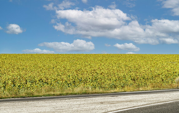 Vast Blooming Sunflower Field