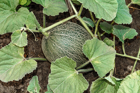 Young Muskmelon Fruit