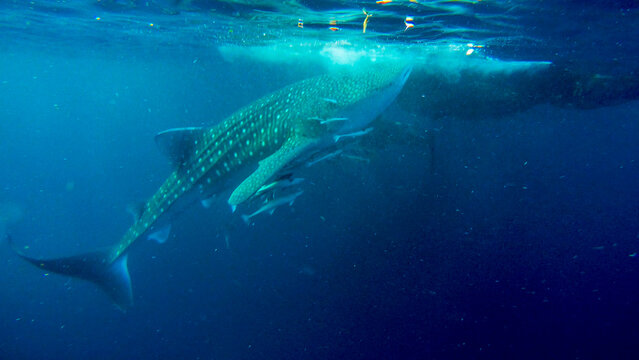 View of a whale shark swimming underwater with small fish nearby in the deep blue ocean of Indonesia.