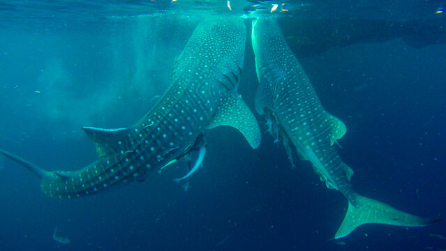 View of two whale sharks swimming in the deep blue ocean waters of Indonesia.