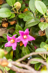 Lagunaria patersonia pertenece a la familia de Malvaceae. © CarlosHerreros