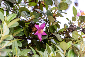 Lagunaria patersonia pertenece a la familia de Malvaceae. © CarlosHerreros