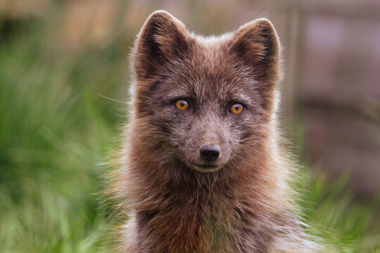 Close-up portrait of a young brown arctic fox, Vulpes lagopus, looking at the camera in soft natural light with a blurred green background.