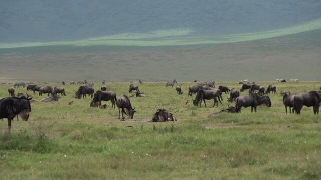 ンゴロンゴロ自然保護区の草原で草を食むヌーとシマウマの群れ、タンザニア（Ngorongoro Conservation Area Wildebeest and Zebra Herd, Tanzania）