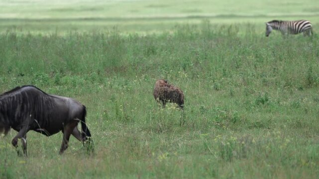 ンゴロンゴロ自然保護区の草原を歩くヌーとブチハイエナ、遠くにシマウマ（Wildebeest and Spotted Hyena in Ngorongoro Conservation Area, Tanzania）