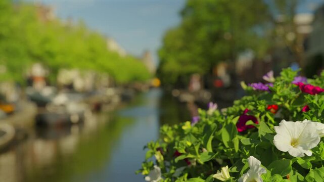 Colorful Flowers in Sharp Focus Beside Canal with Wooden Bridge and Green Trees