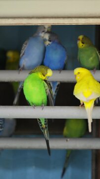 Colorful budgerigars in blue and green perch on horizontal metal rails inside a tropical aviary enclosure