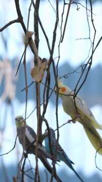 Three small parrots including cockatiels perch among thin bare tree branches in outdoor wildlife park