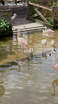 Two pink flamingos wade through shallow murky pond water beside a wooden boardwalk in a tropical wildlife park