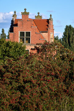 Historic red brick building with stepped gables seen behind a large bush with red berries in Gdansk, Poland