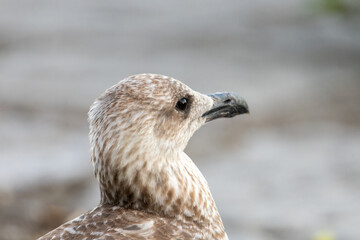 Young gull chick with speckled plumage stands alert © Romain