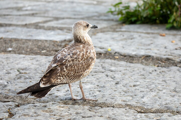 Young gull stands on stone pavement © Romain