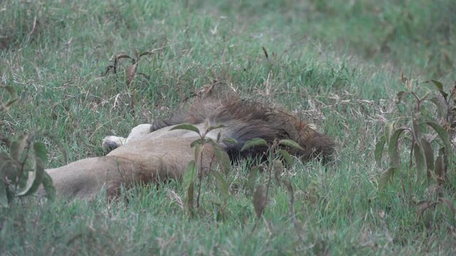 ンゴロンゴロ自然保護区の草原で眠るオスライオン（Male Lion Sleeping in Ngorongoro Conservation Area, Tanzania）