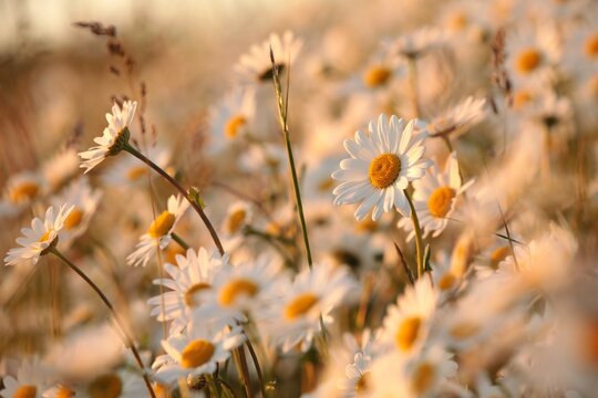Daisies on a spring meadow at sunset