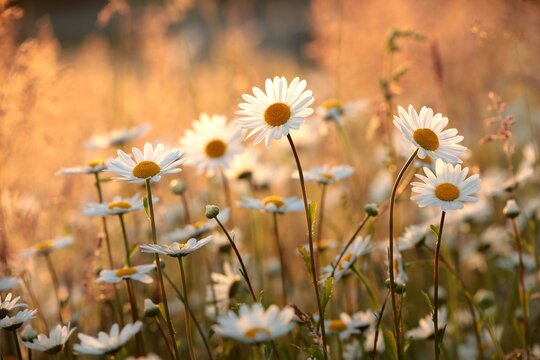 Daisies on a spring meadow at sunset