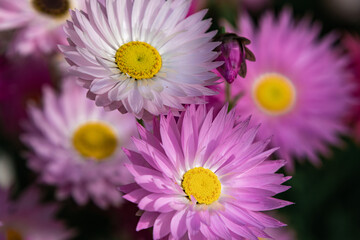Obraz premium Pink and white everlasting flowers blooming in Kings Park, Western Australia