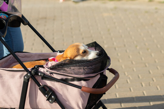 corgi dog rests comfortably inside a pink pet stroller on a paved path, illustrating convenient animal transport, outdoor companionship and generous open copy space