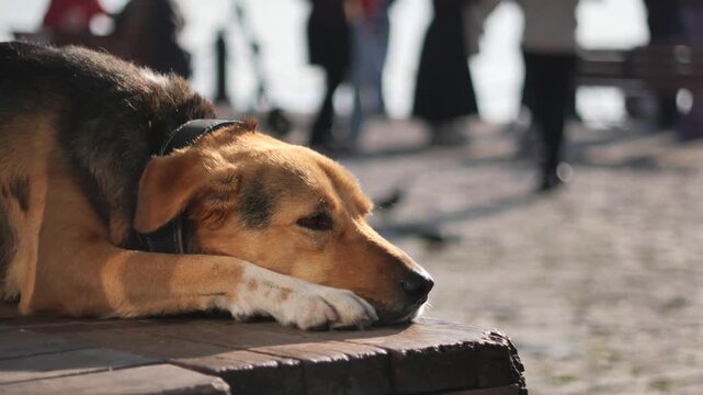 A melancholic street dog with a black collar rests on a wooden bench on a sunny day in an urban setting