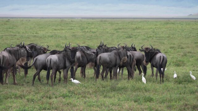 ンゴロンゴロ自然保護区の草原に群れるヌーとアマサギ、タンザニアの野生動物（Wildebeest Herd and Cattle Egrets in Ngorongoro Conservation Area, Tanzania）