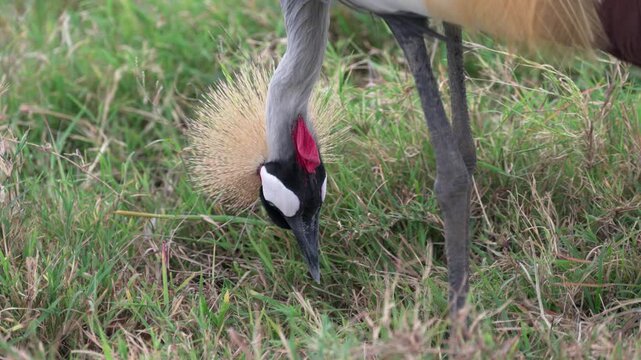 ンゴロンゴロ自然保護区の草原で採餌するホオジロカンムリヅル（Grey Crowned Crane in Ngorongoro Conservation Area, Tanzania）