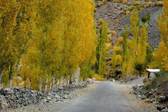 View of vibrant yellow autumn trees lining a road with stone walls and rocky mountain slopes in Phander Valley, Gilgit Baltistan, Pakistan.