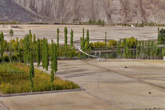 View of the Phander Valley landscape with autumn-colored poplar trees, agricultural fields, a suspension bridge, and mountain slopes in Phander Valley, Gilgit Baltistan, Pakistan.