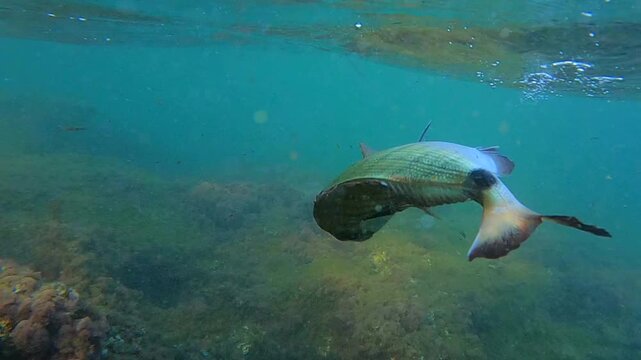 Underwater close up of hooked white seabream sargo fish fighting against fishing lure in clear blue water