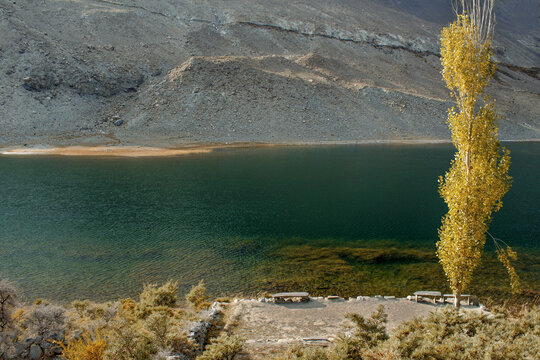 View of Borit Lake with a tall yellow poplar tree in autumn, clear turquoise water, and rocky mountain slopes in the background in Hunza Nagar, Gilgit Baltistan, Pakistan.