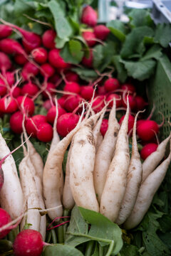 frische Radieschen und Daikon-Rettiche