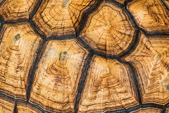 Tortoise shell closeup showing geometric scutes and growth rings nature pattern