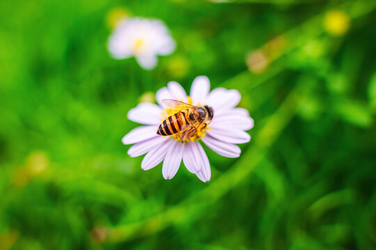 Honeybee pollinating yellow pollen with purple flower in lush green garden nature