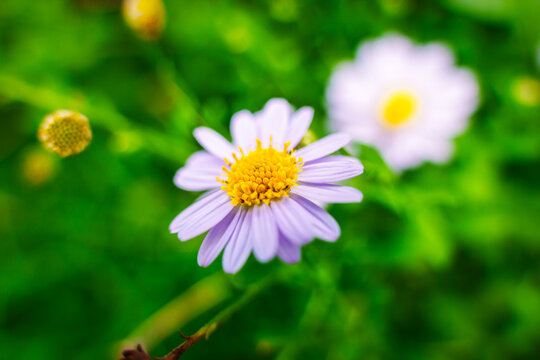Purple Aster Flower Blooming in Tropical Garden Spring Outdoor Nature