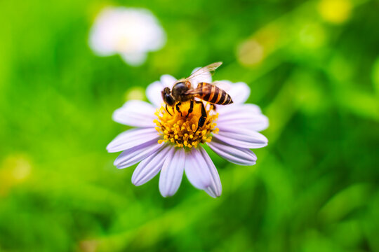 Honeybee pollinating yellow pollen with purple flower in lush green garden nature