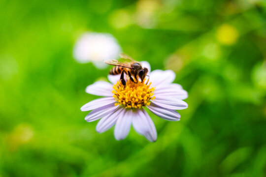 Honeybee pollinating yellow pollen with purple flower in lush green garden nature