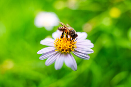 Honeybee pollinating yellow pollen with purple flower in lush green meadow nature