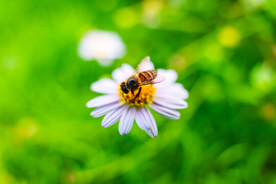 Honeybee pollinating yellow pollen with purple flower in lush green garden nature
