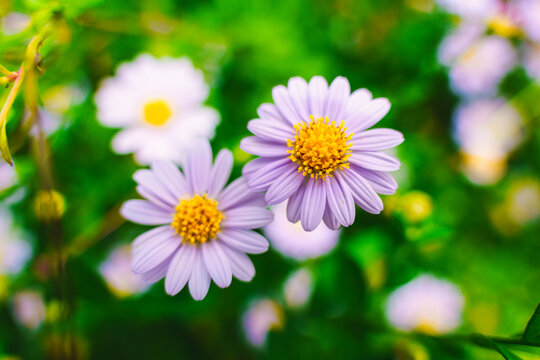 Purple Aster Flower Blooming in Tropical Garden Spring Outdoor Nature