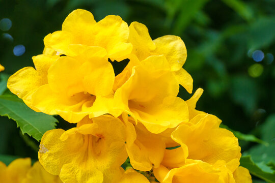 Yellow Elder, Yellow Bells, Yellow Trumpet Bush flowers blooming on lush green bush in sunny garden