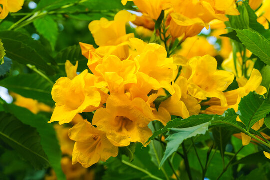 Yellow Elder, Yellow Bells, Yellow Trumpet Bush flowers blooming on lush green bush in sunny garden