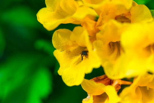 Yellow Elder, Yellow Bells, Yellow Trumpet Bush flowers blooming on lush green bush in sunny garden