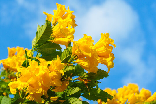 Yellow Elder, Yellow Bells, Yellow Trumpet Bush flowers blooming on lush green bush in sunny garden