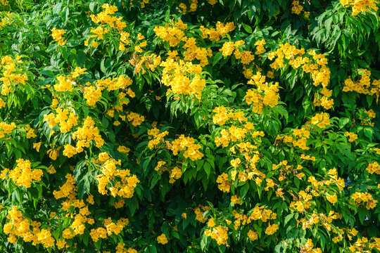 Yellow Elder, Yellow Bells, Yellow Trumpet Bush flowers blooming on lush green bush in sunny garden