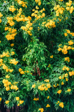 Yellow Elder, Yellow Bells, Yellow Trumpet Bush flowers blooming on lush green bush in sunny garden