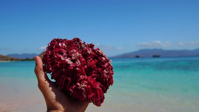 Pink Beach Labuan Bajo